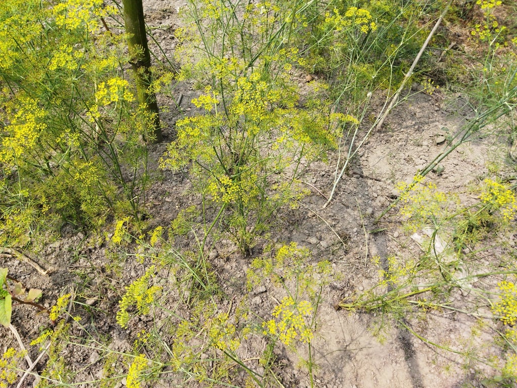 Asafoetida comes from the root of the asafoetida plant. Photo: Shutterstock
