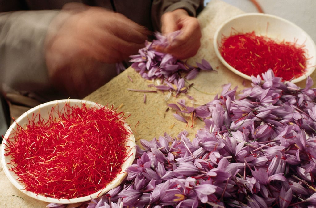 Harvesters in Spain pick the three red-orange stigma from each saffron crocus blossom to be sold as the saffron spice. It takes approximately 70,000 blossoms to produce a pound of spice. Photo: Getty Images