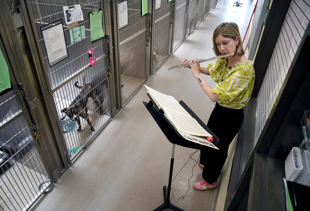 Sarah McDonner, a volunteer for Wild Tunes, plays the flute at the Denver Animal Shelter. Photo: AP