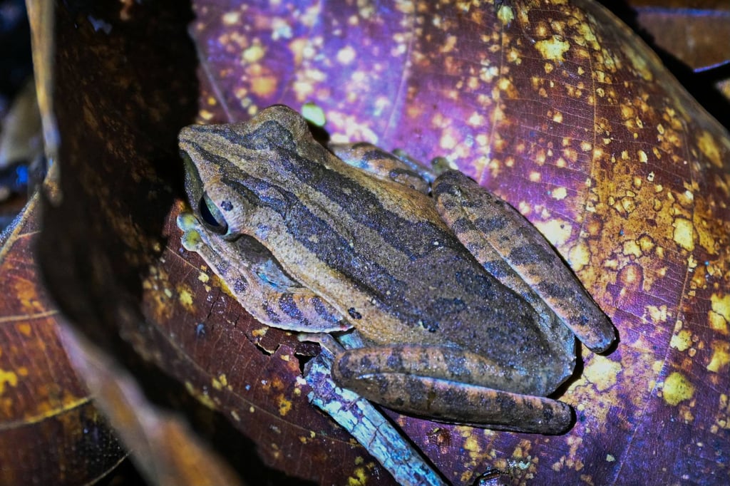 A four-lined tree frog at Kubah National Park in the Malaysian state of Sarawak, on the island of Borneo. Photo: AFP A four-lined tree frog at Kubah National Park in the Malaysian state of Sarawak, on the island of Borneo. Photo: AFP