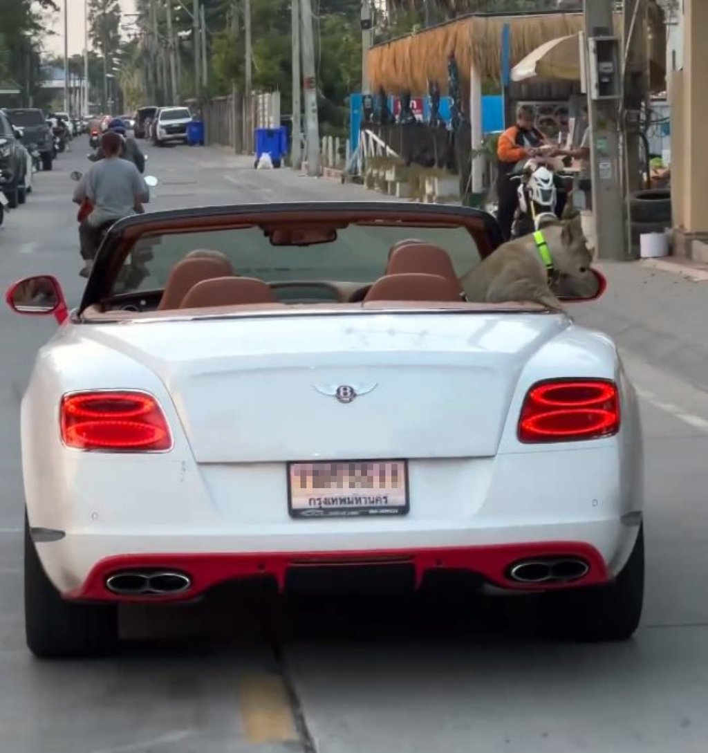 Pakistan is not the only nation where some people keep lions as pets; a cub, above, sits in the back of a convertible Bentley in Pattaya, Thailand. Photo: Facebook/Madamannudon