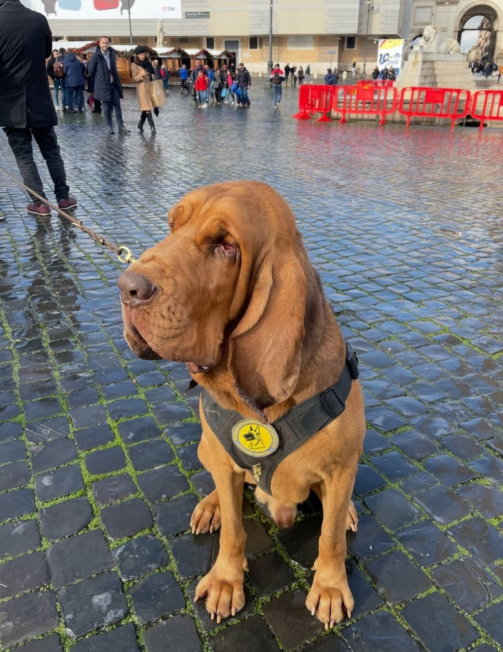 Bruno, a seven-year-old bloodhound, had been hailed as a hero for finding nine missing people during his career, and was once honoured by Italy’s prime minister. Photo: Handout