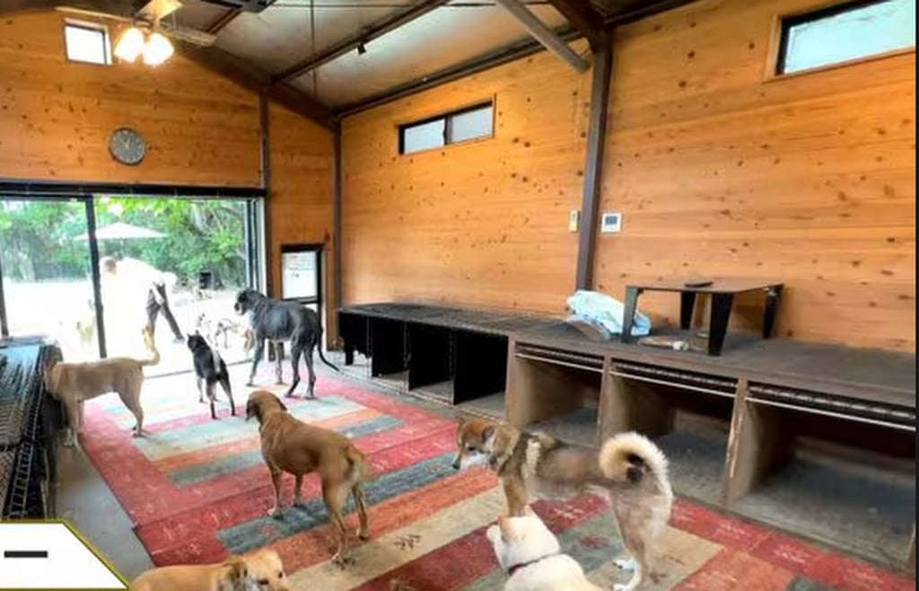 Hirotaka Saito’s special facility is home to 40 difficult to deal with dogs and eight cats. Photo: fnn.jp Hirotaka Saito’s special facility is home to 40 difficult to deal with dogs and eight cats. Photo: fnn.jp