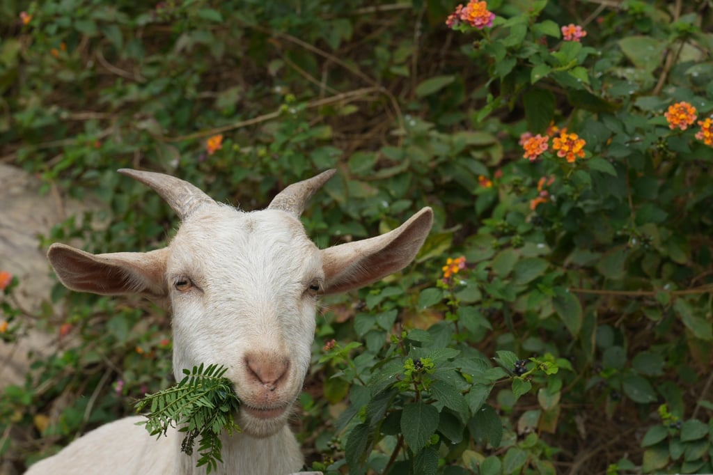A Goat’s nature is spontaneous, fiery and outgoing. Photo: Sam Tsang