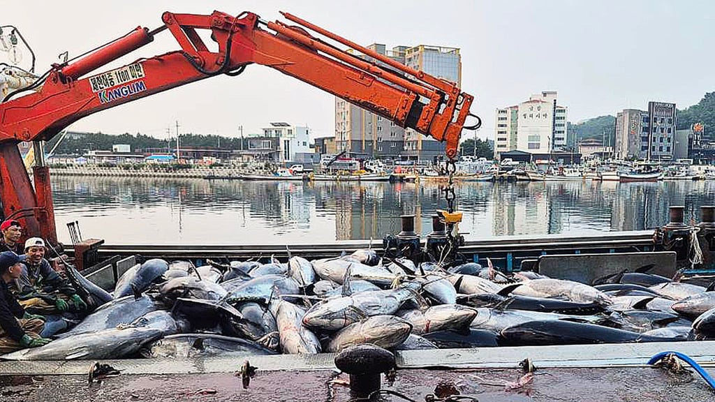 Some 1,300 giant bluefin tuna were caught off the coast of Yeongdeok County, North Gyeongsang, South Korea on Tuesday morning. Photo: Yeongdeok county Some 1,300 giant bluefin tuna were caught off the coast of Yeongdeok County, North Gyeongsang, South Korea on Tuesday morning. Photo: Yeongdeok county