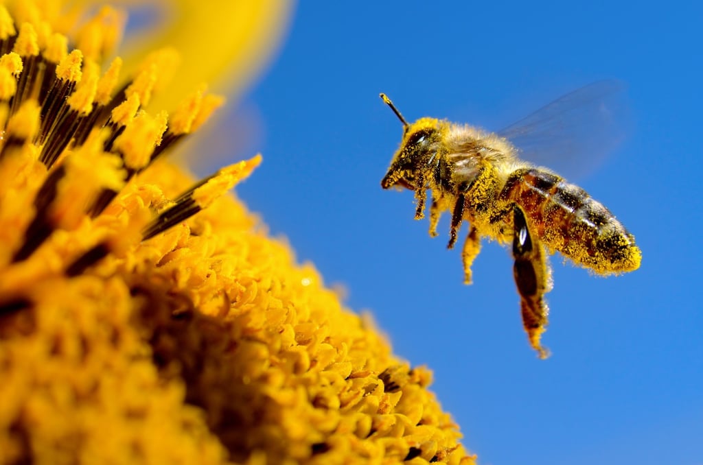 A bee flies over a sunflower, pollinates and collects honey. Photo: Shutterstock A bee flies over a sunflower, pollinates and collects honey. Photo: Shutterstock