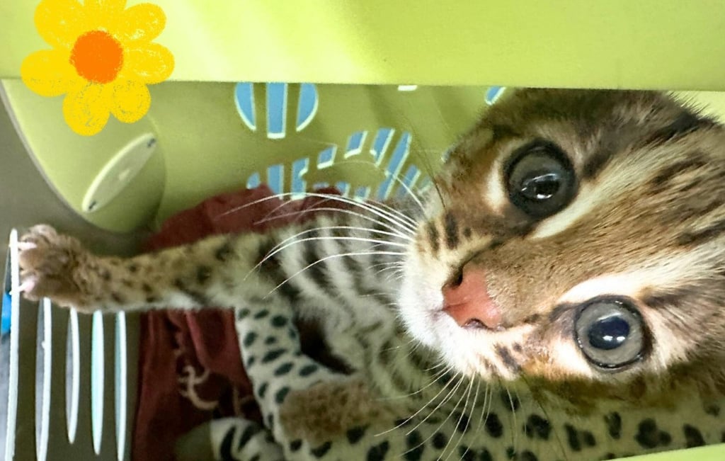 The felines are known for their large eyes, leopard prints and white patches behind their ears. Photo: Handout The felines are known for their large eyes, leopard prints and white patches behind their ears. Photo: Handout