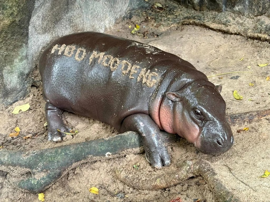 In honour of Moo Deng’s special day, the zoo prepared an impressive 20-kg cake, crafted from her favourite tropical fruits, which was shared with her 26-year-old mother, Jona. Photo: Instagram/@immoodeng In honour of Moo Deng’s special day, the zoo prepared an impressive 20-kg cake, crafted from her favourite tropical fruits, which was shared with her 26-year-old mother, Jona. Photo: Instagram/@immoodeng