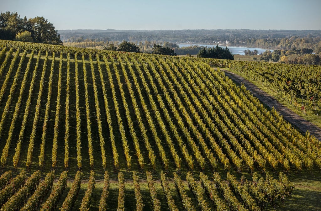 Château de La Rivière, where the elegant graphic lines of the vineyard look down over the Dordogne river. Photo: John Brunton