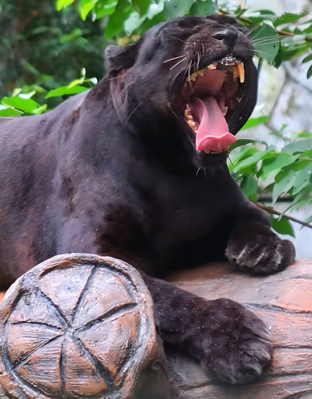 Apoh bares his teeth while yawning and stretching in a still from the zoo’s social media video. Photo: TikTok/znmzoonegara Apoh bares his teeth while yawning and stretching in a still from the zoo’s social media video. Photo: TikTok/znmzoonegara