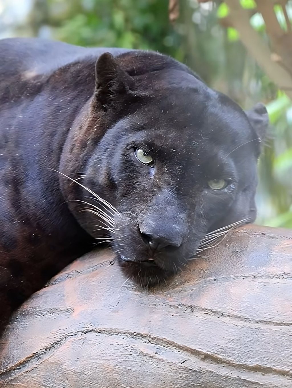 Apoh the “chonky” panther relaxes on a log at Malaysia’s National Zoo. Photo: TikTok/znmzoonegara Apoh the “chonky” panther relaxes on a log at Malaysia’s National Zoo. Photo: TikTok/znmzoonegara