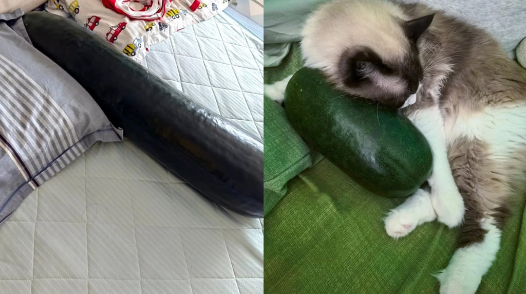 Banyak keluarga telah membeli sayuran ini untuk anak-anak dan hewan peliharaan mereka, dengan foto-foto yang memperlihatkan mereka menempel erat pada melon saat mereka tidur. Foto: RedNote