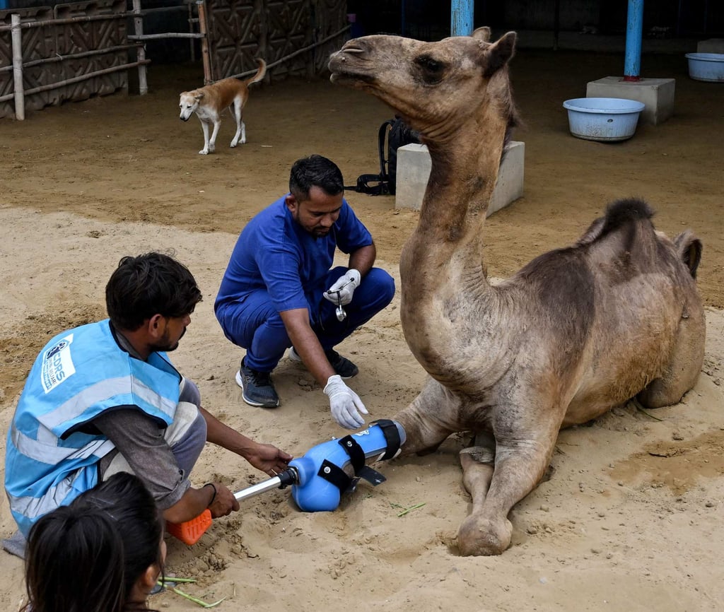 Veterinarian Babar Hussain (centre) removes a prosthetic leg from Cammie, an amputee camel, at an animal welfare project shelter in Karachi on Saturday. Photo: AFP Veterinarian Babar Hussain (centre) removes a prosthetic leg from Cammie, an amputee camel, at an animal welfare project shelter in Karachi on Saturday. Photo: AFP