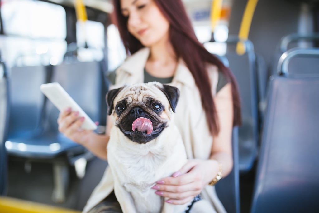 Shanghai is tapping into the pet economy by letting pet owners take their animals on some buses. Photo: Shutterstock Shanghai is tapping into the pet economy by letting pet owners take their animals on some buses. Photo: Shutterstock