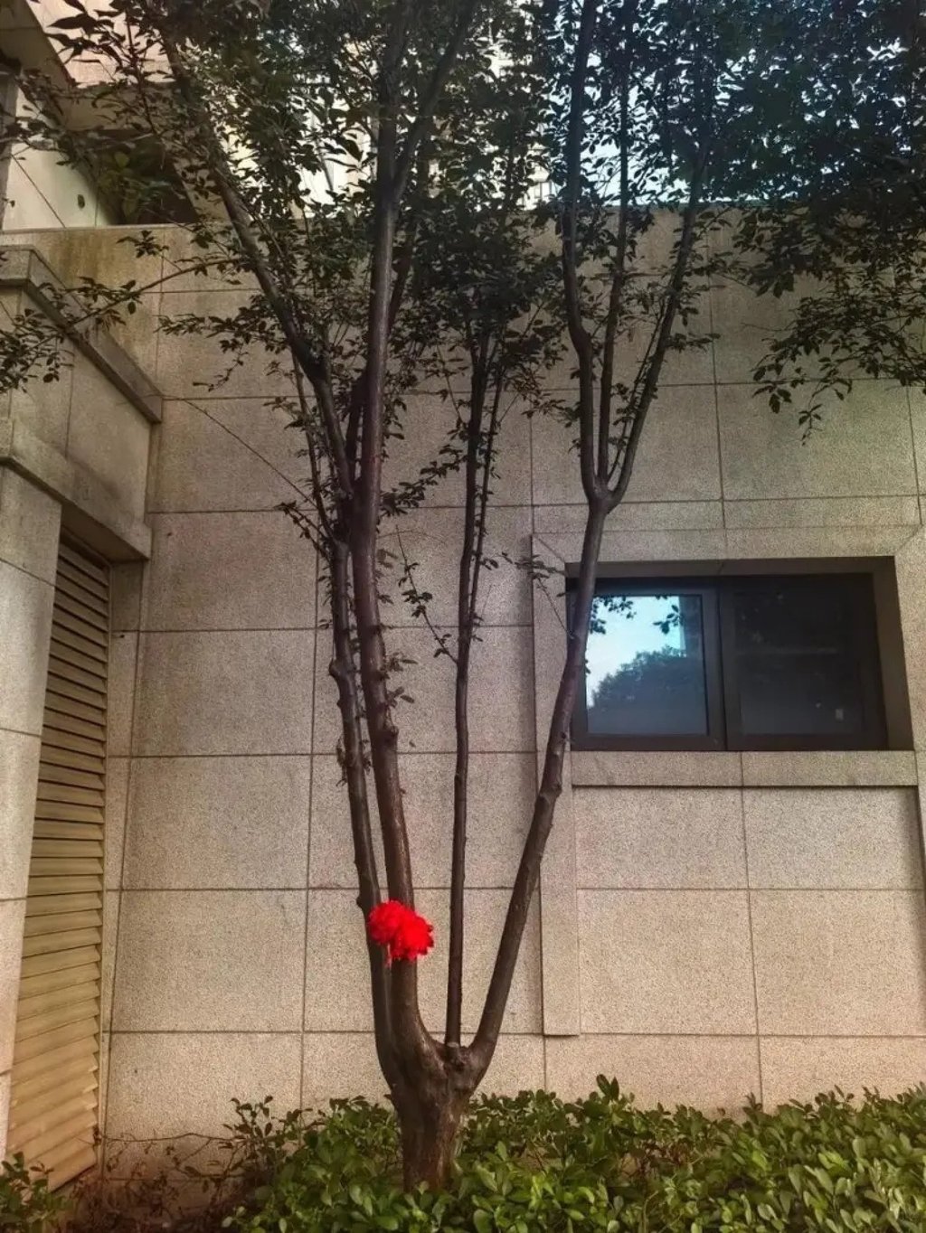 Ayah sang anak yang selalu bersyukur menempelkan bunga merah di pohon yang menyelamatkan nyawa putranya. Foto: Beijing News