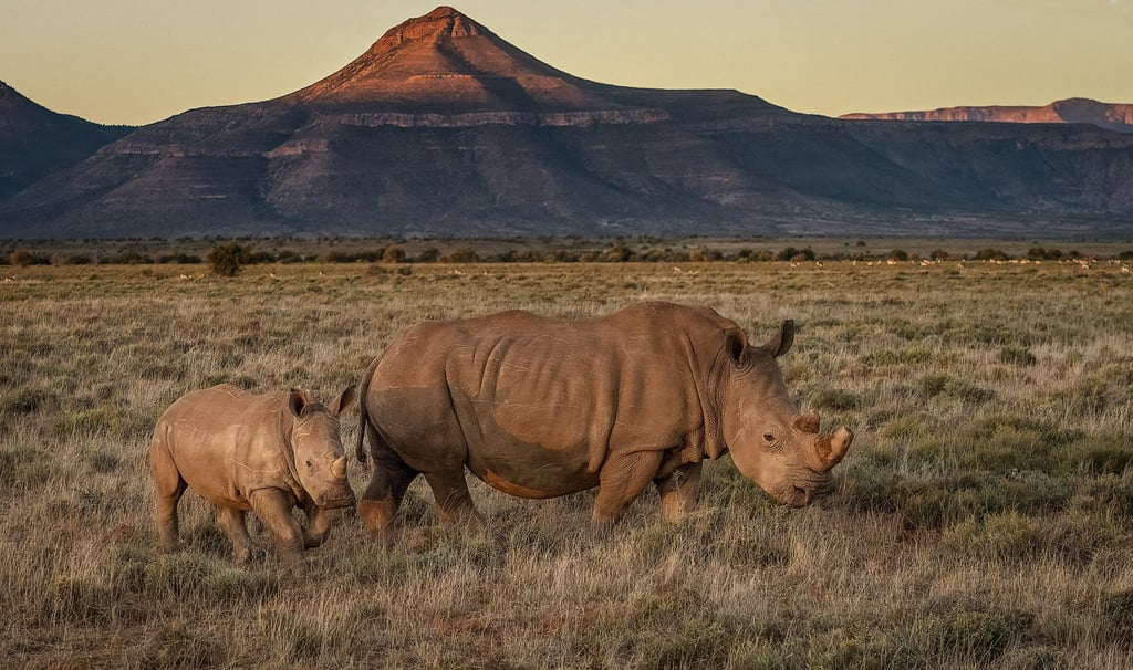 A rhino mother and calf. Samara’s rhinos are protected by heavily armed anti-poaching patrols. Photo: courtesy Samara Karoo Reserve