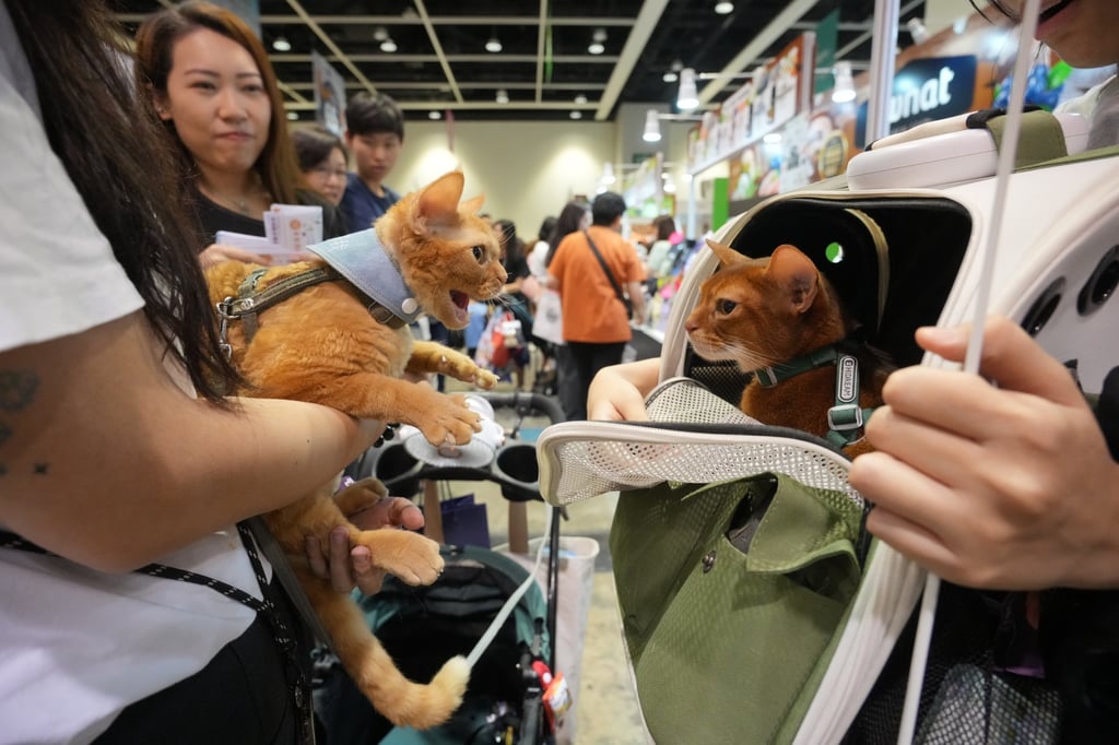 A pair of cats are introduced to one another at last year’s Hong Kong Cat Expo. Photo: May Tse A pair of cats are introduced to one another at last year’s Hong Kong Cat Expo. Photo: May Tse