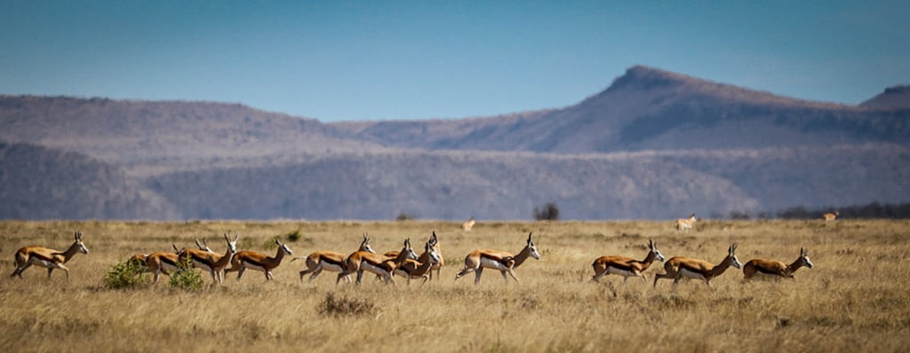 Some of the biggest wildlife migrations used to occur in the Karoo when as many as 12 million springbok passed through the area about two centuries ago. Photo: courtesy Samara Karoo Reserve