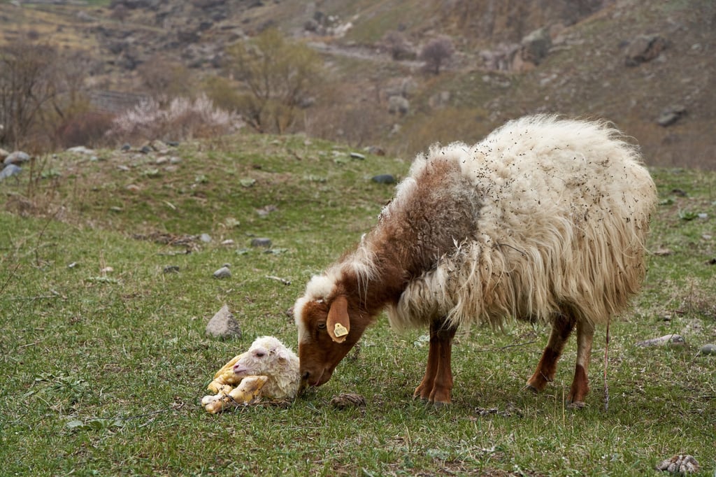 One of the victims suffered serious weight loss and fevers after eating the sheep placenta “dish”. Photo: Shutterstock One of the victims suffered serious weight loss and fevers after eating the sheep placenta “dish”. Photo: Shutterstock