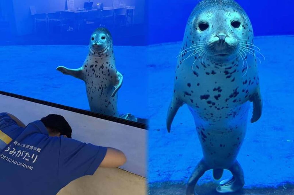 Baby seal Futaba has attracted millions of views online thanks to her reaction to the aquarist’s apology. Photo: X/@_umigatari Baby seal Futaba has attracted millions of views online thanks to her reaction to the aquarist’s apology. Photo: X/@_umigatari