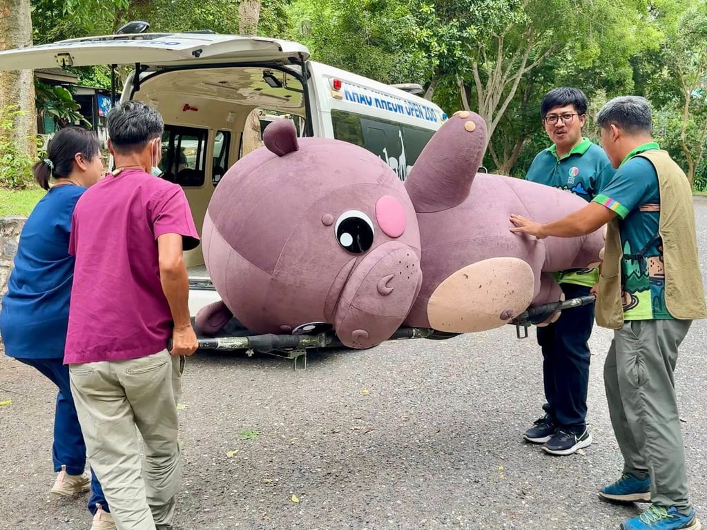 The Moo Deng mascot is carried away on a stretcher by zoo staff after her exertions during the safety drill. Photo: handout