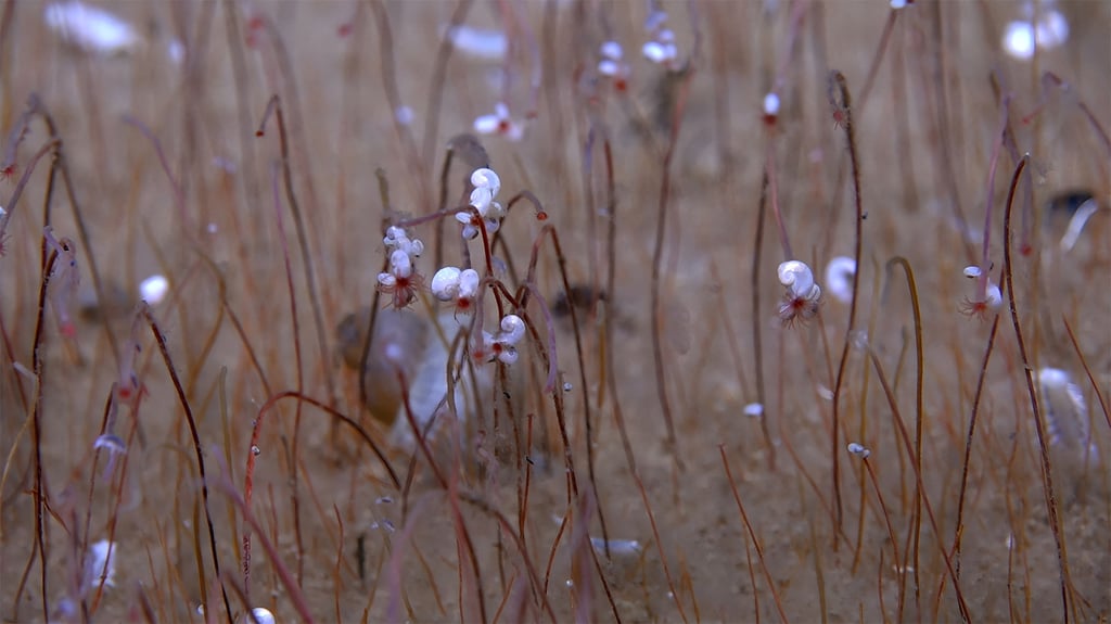 Tube worms called “frenulate siboglinids” with small mollusks on the tops of the tubes are seen at a depth of 9,320 metres (30,500 feet) in Wintersweet Valley. Photo: Handout via Reuters Tube worms called “frenulate siboglinids” with small mollusks on the tops of the tubes are seen at a depth of 9,320 metres (30,500 feet) in Wintersweet Valley. Photo: Handout via Reuters