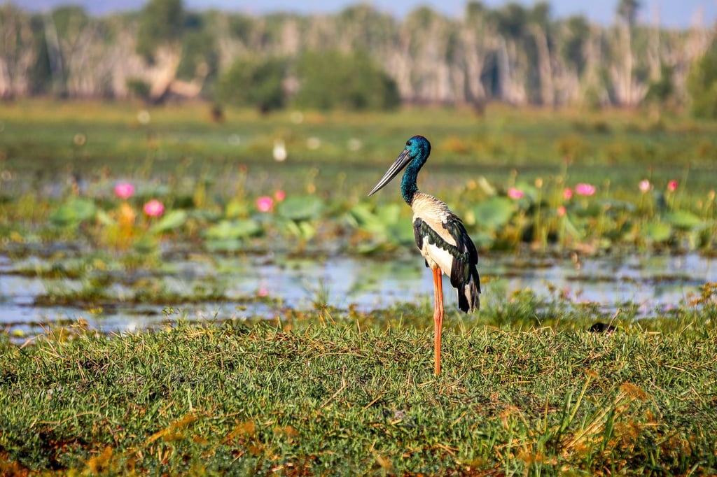 The Yellow Water Billabong, Kakadu’s most famous wetland, is home to some 10,000 crocodiles. Photo: Handout The Yellow Water Billabong, Kakadu’s most famous wetland, is home to some 10,000 crocodiles. Photo: Handout