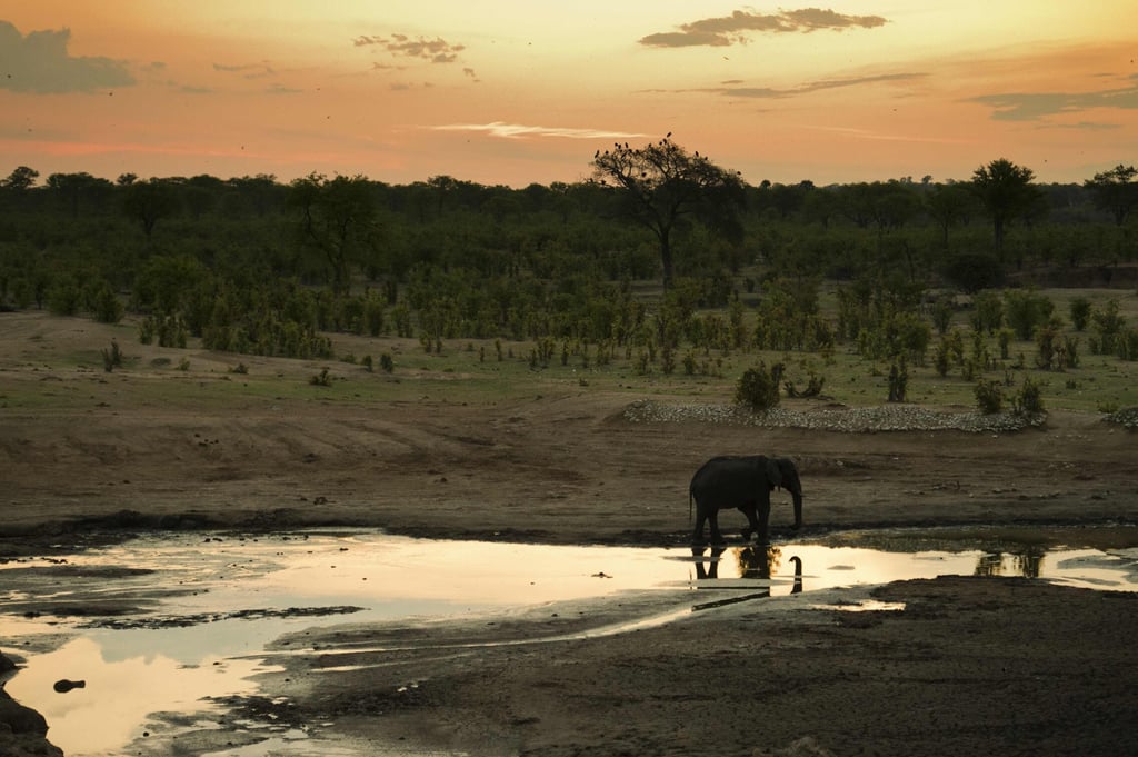 An elephant in Hwange National Park in Zimbabwe. File photo: AFP