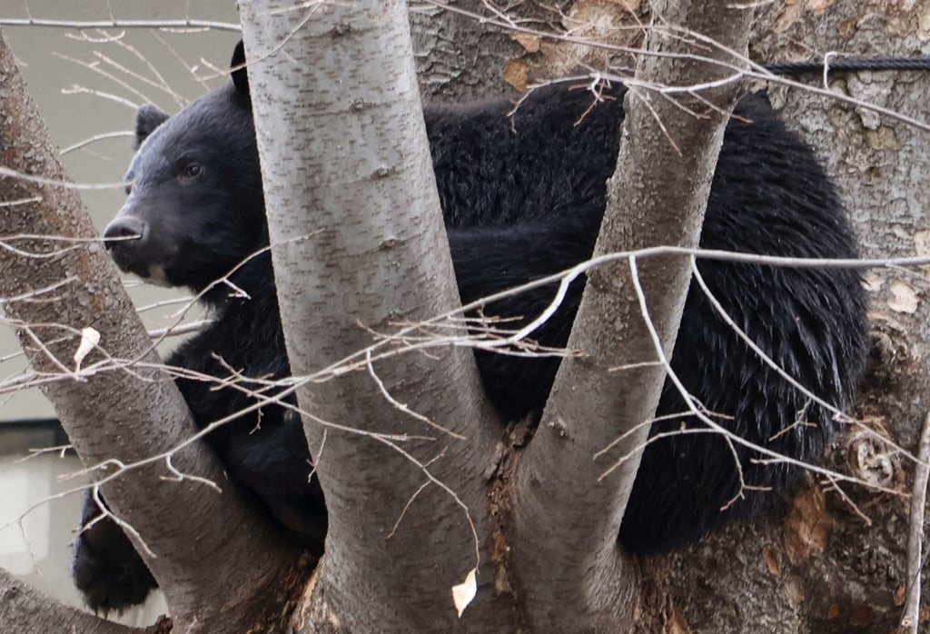 A bear climbs a tree on temple premises in a residential area in Morioka, the capital of Iwate prefecture in northeastern Japan, on April 2. Photo: Kyodo