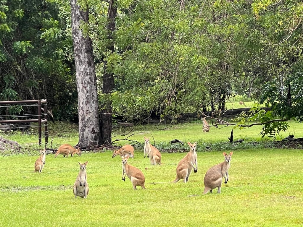 Who’s watching who? Wallabies in Kakadu National Park study the visitors. Photo: Karen Tee Who’s watching who? Wallabies in Kakadu National Park study the visitors. Photo: Karen Tee