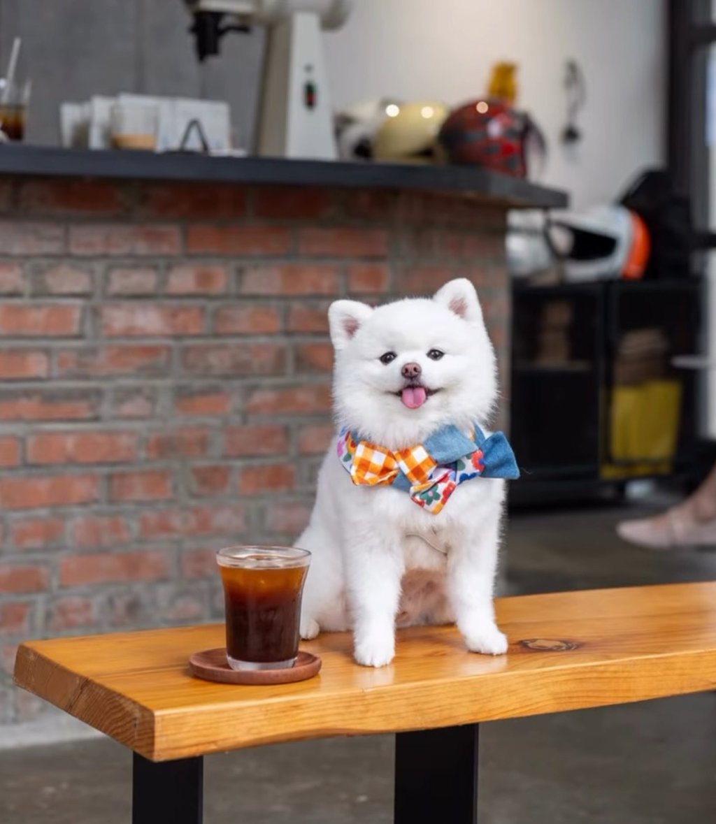 Twist on Coffee is the newest pet-friendly spot in Hong Kong. Photo: Instagram/cafehoppingwithmydog
