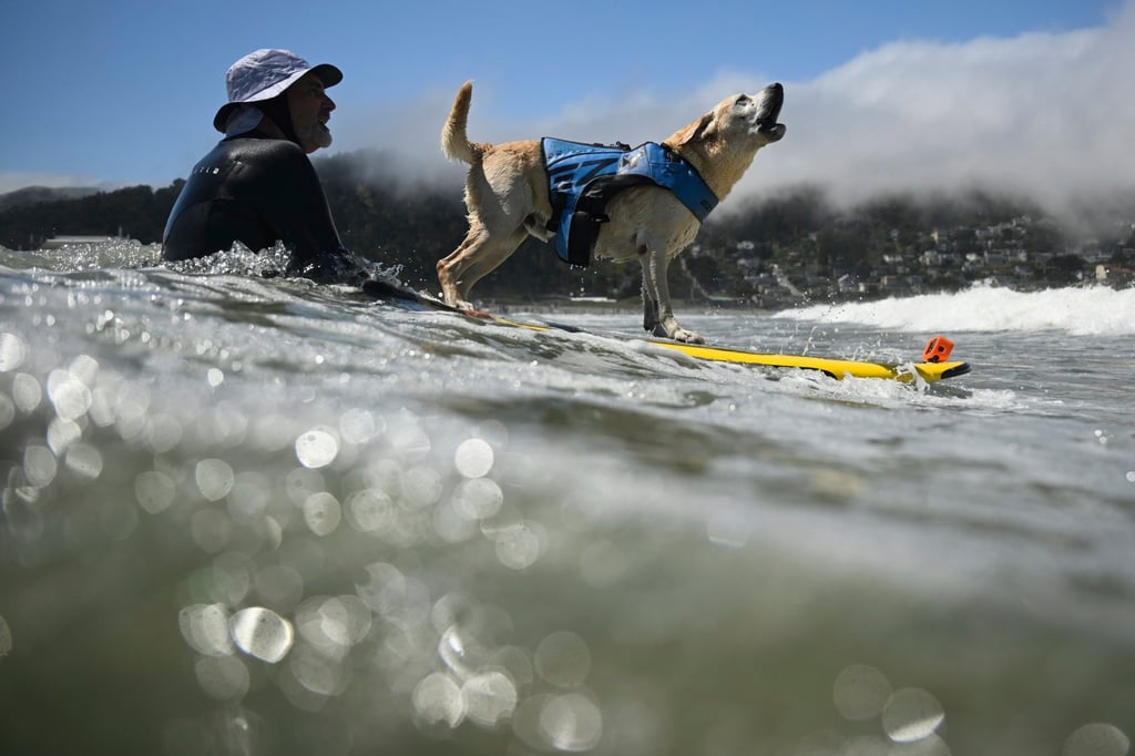 Charlie, a Labrador, barks as he is pushed through breaking waves by his owner Jeff Nieboer in the 2024 World Dog Surfing Championships in California. Photo: AP