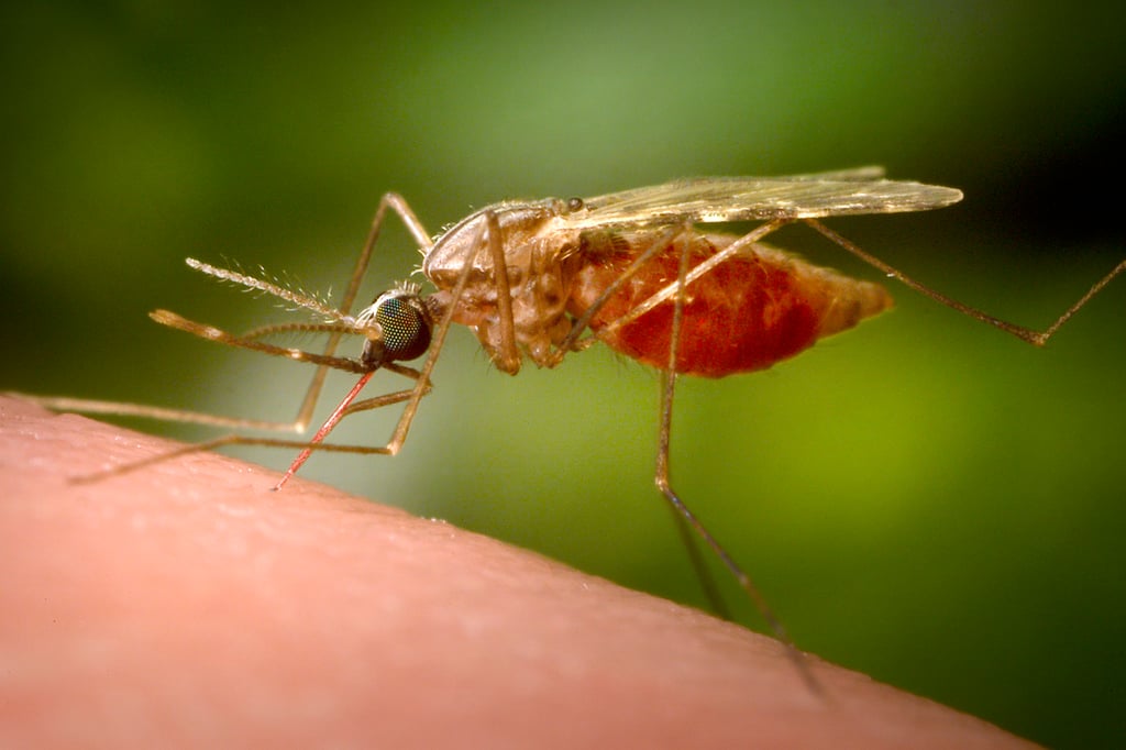 Chikungunya fever is spread by mosquito bites. Photo: AP Chikungunya fever is spread by mosquito bites. Photo: AP
