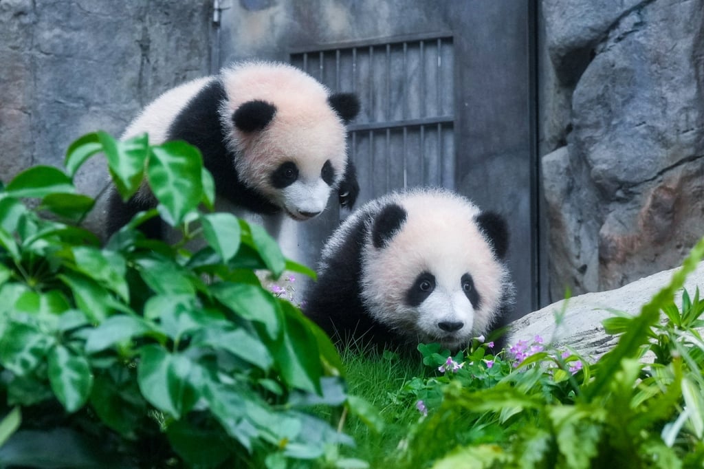 The cubs, Jia Jia and De De, are the first to be born in Hong Kong. Photo: May Tse The cubs, Jia Jia and De De, are the first to be born in Hong Kong. Photo: May Tse