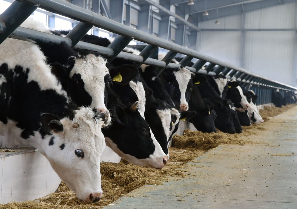 China will implement a quality-grading system for locally produced beef to promote consumption of high-quality versions of the meat. Photo: Xinhua China will implement a quality-grading system for locally produced beef to promote consumption of high-quality versions of the meat. Photo: Xinhua