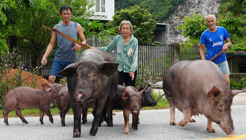 People herd pigs to avoid flooding in Vietnam’s north-central Nghe An province on July 23. Photo: AFP