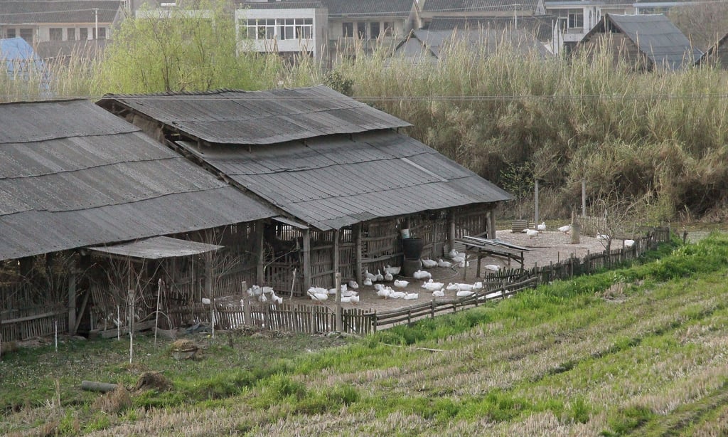 The divorcing couple run a farm in rural China where they raise livestock. Photo: Shutterstock