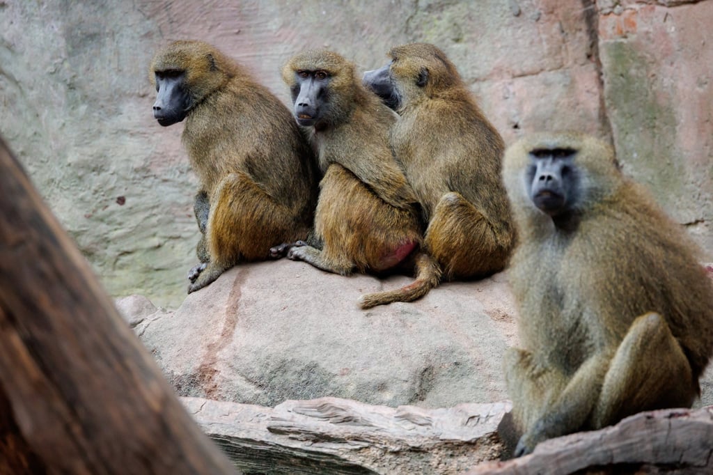 Baboons are some of the world’s largest monkeys, and those born under the Monkey sign are energetic and active. Photo: DPA Baboons are some of the world’s largest monkeys, and those born under the Monkey sign are energetic and active. Photo: DPA