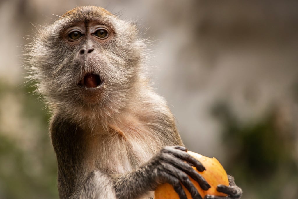 Monkeys are self-assured and passionate. Photo: Shutterstock Monkeys are self-assured and passionate. Photo: Shutterstock