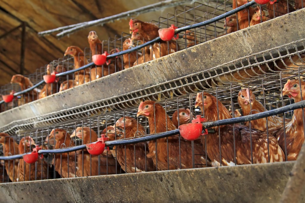 The couple argued in court over who had more right to the odd chicken out, leading the judge to come up with a compromise solution. Photo: Shutterstock