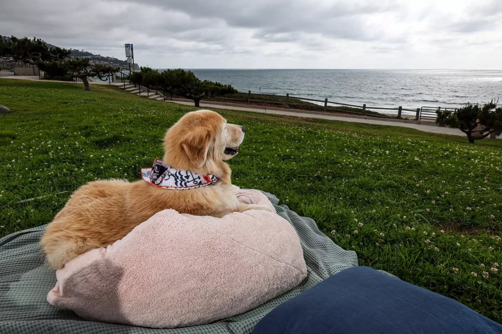 Dug gazes out at the ocean after his reiki session, during which his fur was treated with essential oils. Photo: TNS Dug gazes out at the ocean after his reiki session, during which his fur was treated with essential oils. Photo: TNS