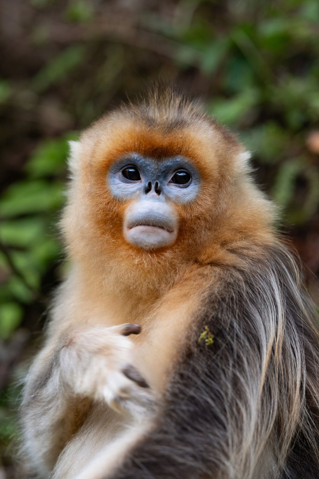 A golden snub-nosed monkey. Those born in the Monkey year are lovers of mystery. Photo: Xinhua A golden snub-nosed monkey. Those born in the Monkey year are lovers of mystery. Photo: Xinhua
