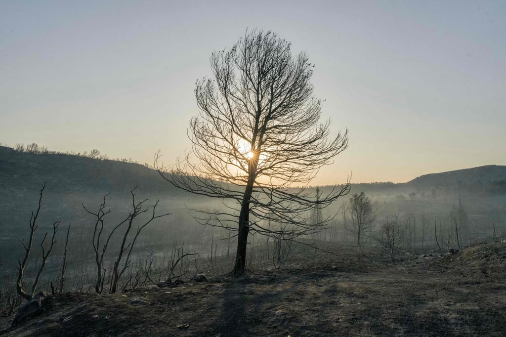 A burnt forest area in Jonquières, southern France. Photo: AFP