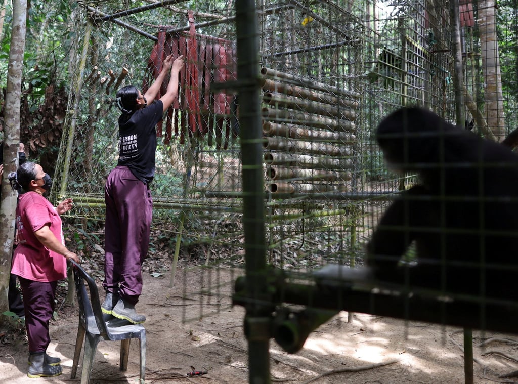 Sunnyda Yok Nun (left) supervises the preparation of a space for a gibbon to be introduced to its companion at the Gibbon Rehabilitation Centre in Raub, Malaysia, on July 22. Photo: Reuters
