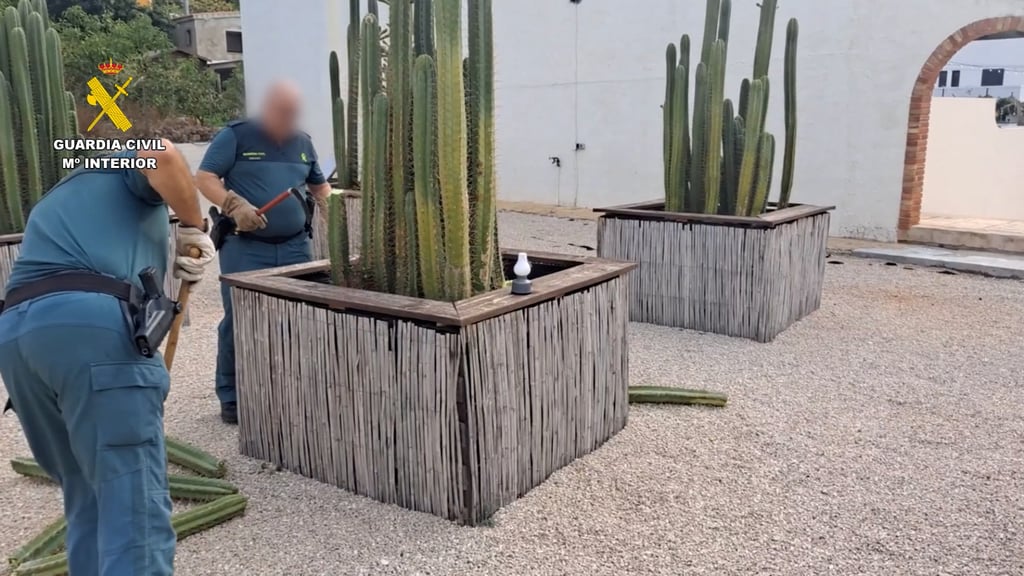 Officers remove San Pedro cactus plants. Photo: Guardia Civil via AFP Officers remove San Pedro cactus plants. Photo: Guardia Civil via AFP