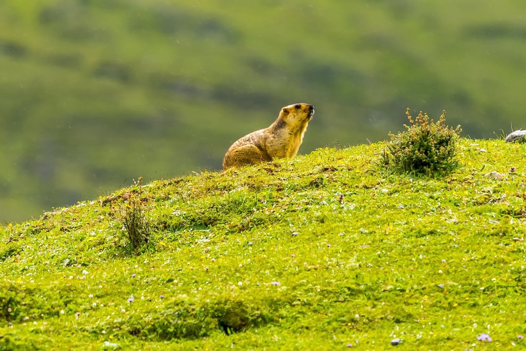 This large rodent – Sapu Mountain Wildlife Groundhog – commonly referred to as a woodchuck or whistlepig, is a member of the marmot family. Photo: Shutterstock