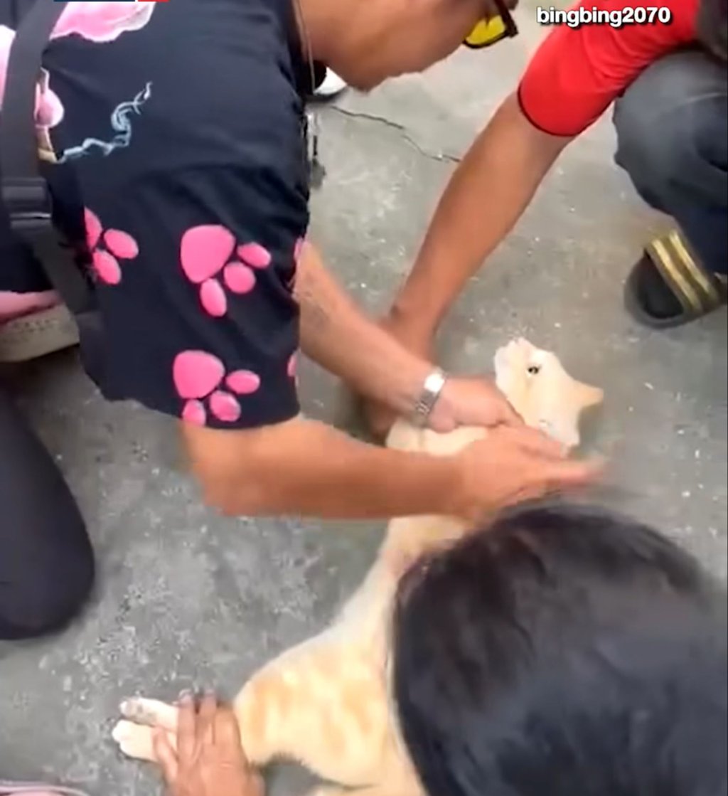 With one hand, Bingbing steadies the cat’s neck to keep it in position, while his other hand presses against the side of its body. Photo: Bright TV With one hand, Bingbing steadies the cat’s neck to keep it in position, while his other hand presses against the side of its body. Photo: Bright TV