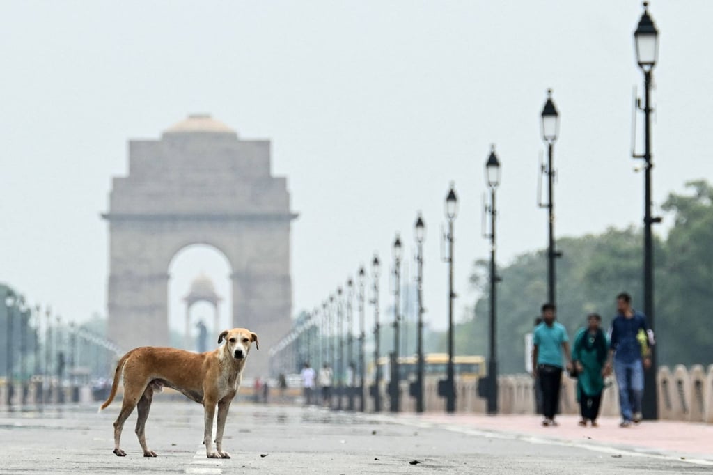 A stray dog is pictured at the Kartavya Path near the India Gate in New Delhi. Photo: AFP A stray dog is pictured at the Kartavya Path near the India Gate in New Delhi. Photo: AFP