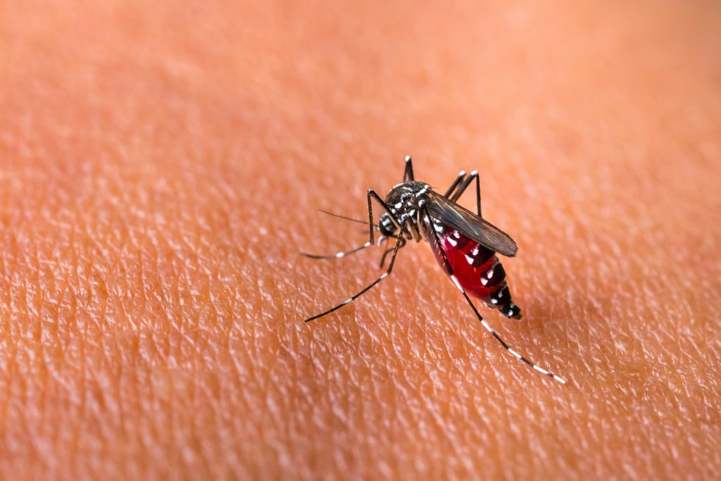Chikungunya fever is spread by mosquito bites. Photo: Shutterstock