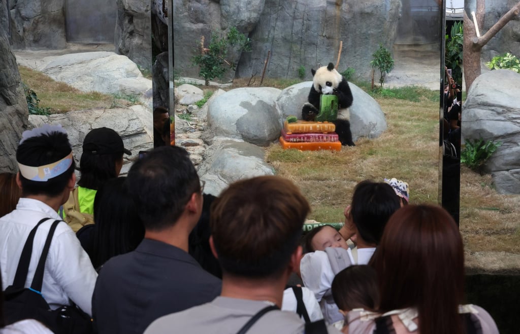 Ocean Park visitors at Giant Panda Adventure keep an eye on the twins. Photo: Dickson Lee
